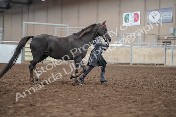 2019 Morgan Horse Show - Aug 31, 2019 - 01875