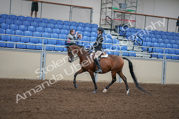 2020 - AB Morgan Horse - Fri, Sept 04 - 05873