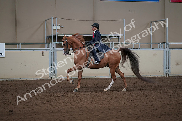 2019 Morgan Horse Show - Sept 01, 2019 - 11938