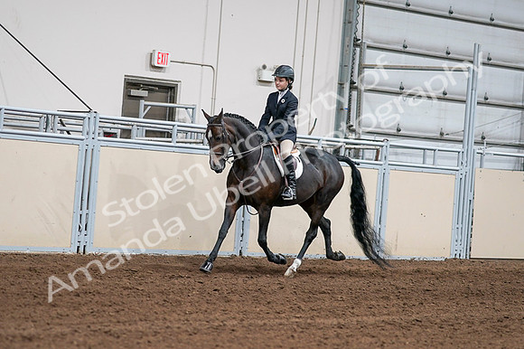 2020 - AB Morgan Horse - Fri, Sept 04 - 02004