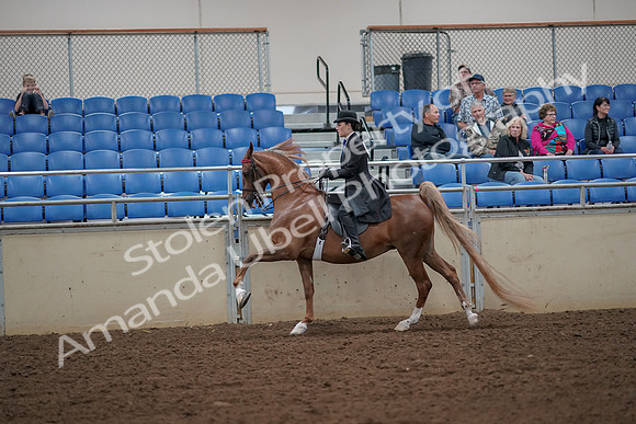 2019 Morgan Horse Show - Aug 30, 2019 - 25168