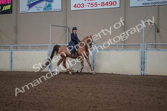 2019 Morgan Horse Show - Sept 01, 2019 - 12003