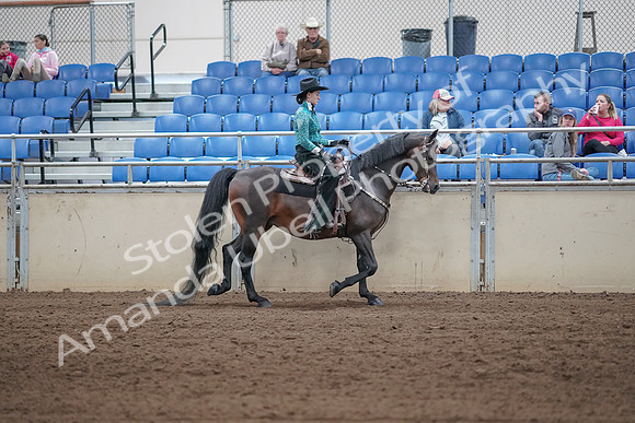 2019 Morgan Horse Show - Sept 01, 2019 - 07115