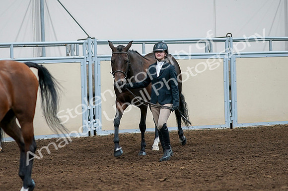2020 - AB Morgan Horse - Fri, Sept 04 - 00867