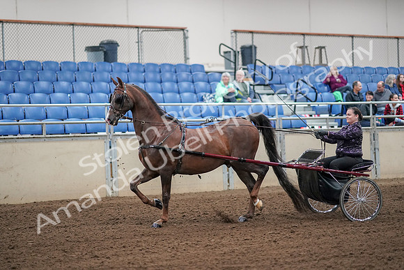 2019 Morgan Horse Show - Aug 30, 2019 - 13072