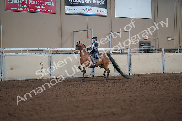 2019 Morgan Horse Show - Aug 31, 2019 - 19928