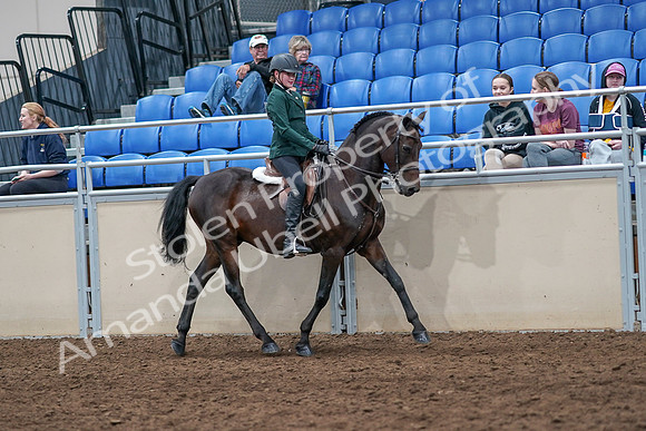 2020 - AB Morgan Horse - Sat, Sept 05 - 05148