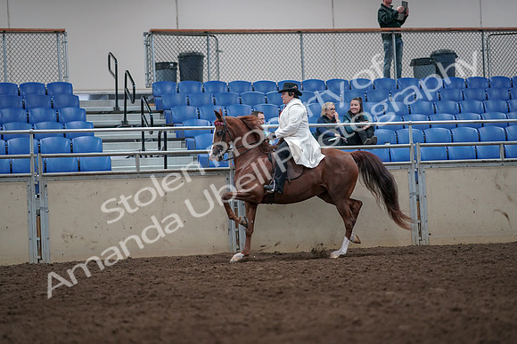 2019 Morgan Horse Show - Aug 31, 2019 - 08680