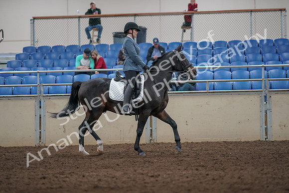 2019 Morgan Horse Show - Aug 31, 2019 - 07460