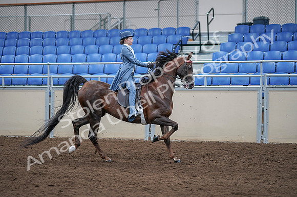 2020 - AB Morgan Horse - Fri, Sept 04 - 05067