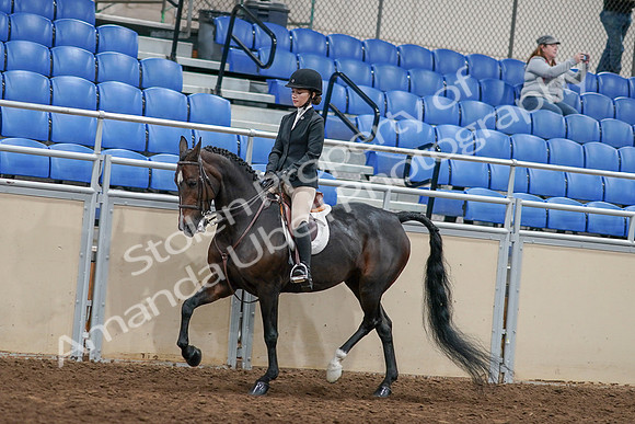 2020 - AB Morgan Horse - Sat, Sept 05 - 14413
