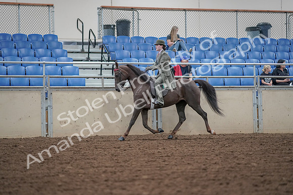 2019 Morgan Horse Show - Aug 30, 2019 - 15517