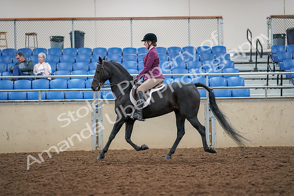 2019 Morgan Horse Show - Aug 30, 2019 - 23170