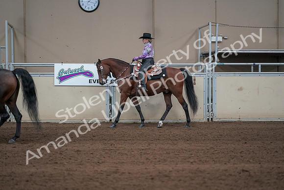 2019 Morgan Horse Show - Sept 01, 2019 - 06875