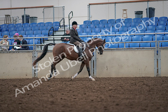 2019 Morgan Horse Show - Aug 31, 2019 - 16096