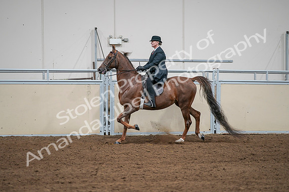 2020 - AB Morgan Horse - Fri, Sept 04 - 07980