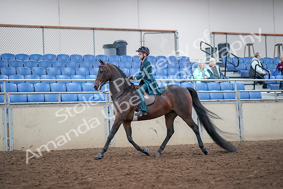 2019 Morgan Horse Show - Aug 30, 2019 - 17840