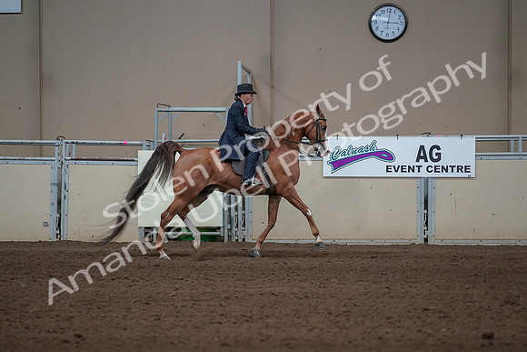 2019 Morgan Horse Show - Sept 01, 2019 - 12049