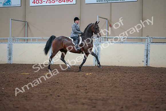 2019 Morgan Horse Show - Aug 30, 2019 - 20826