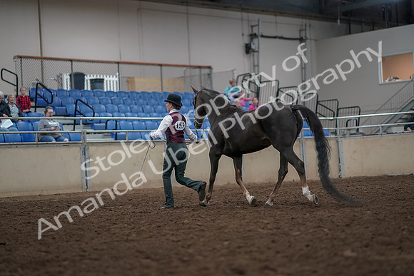 2019 Morgan Horse Show - Aug 31, 2019 - 02022