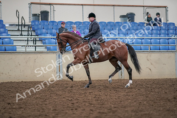 2019 Morgan Horse Show - Aug 30, 2019 - 20257
