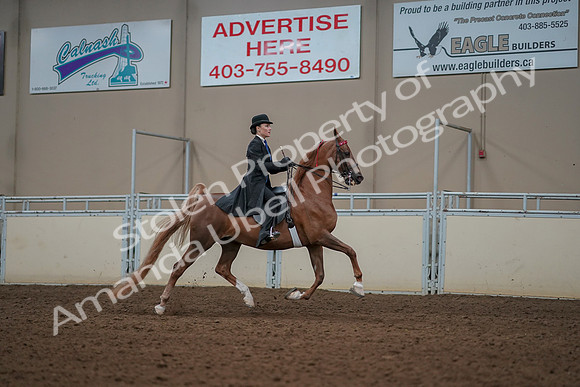 2019 Morgan Horse Show - Aug 30, 2019 - 25271