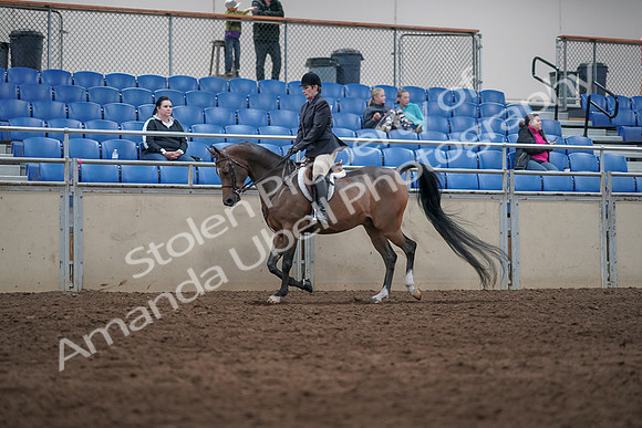 2019 Morgan Horse Show - Sept 01, 2019 - 08507