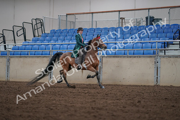 2019 Morgan Horse Show - Sept 01, 2019 - 13343