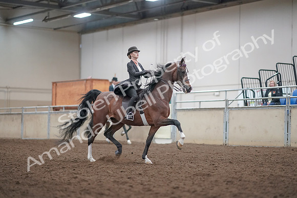 2019 Morgan Horse Show - Aug 31, 2019 - 08891