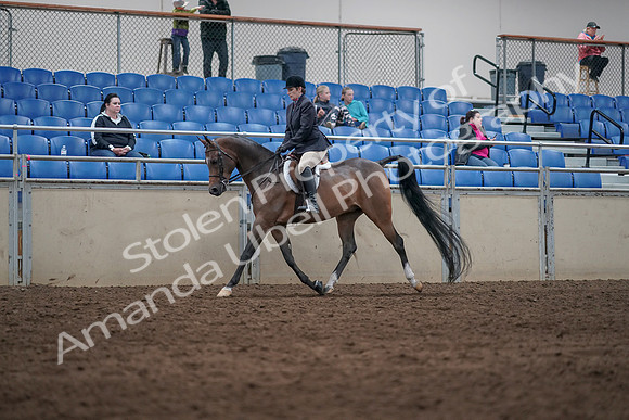 2019 Morgan Horse Show - Sept 01, 2019 - 08505