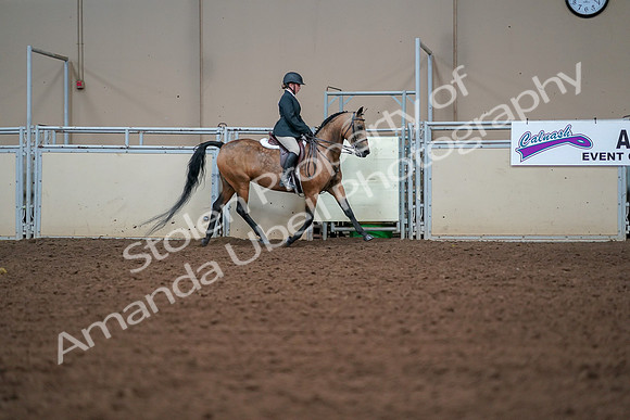 2019 Morgan Horse Show - Aug 30, 2019 - 20793