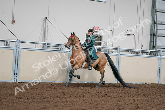 2020 - AB Morgan Horse - Sat, Sept 05 - 13667