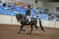2020 - AB Morgan Horse - Fri, Sept 04 - 05809