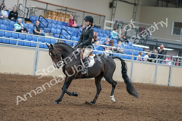 2020 - AB Morgan Horse - Fri, Sept 04 - 05809