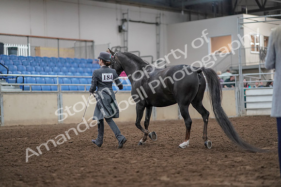 2019 Morgan Horse Show - Aug 31, 2019 - 01963