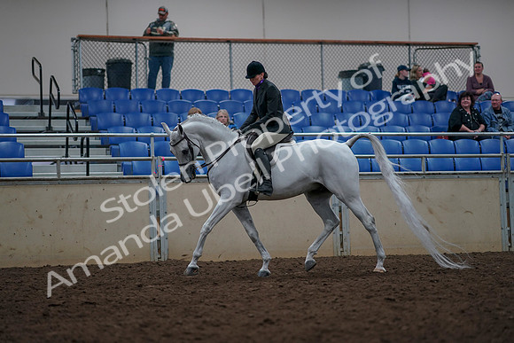 2019 Morgan Horse Show - Aug 31, 2019 - 15962