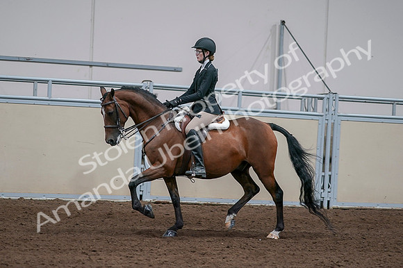 2020 - AB Morgan Horse - Fri, Sept 04 - 05938
