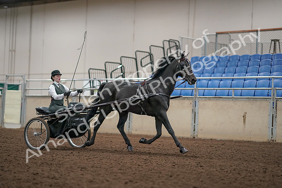 2019 Morgan Horse Show - Aug 31, 2019 - 04749