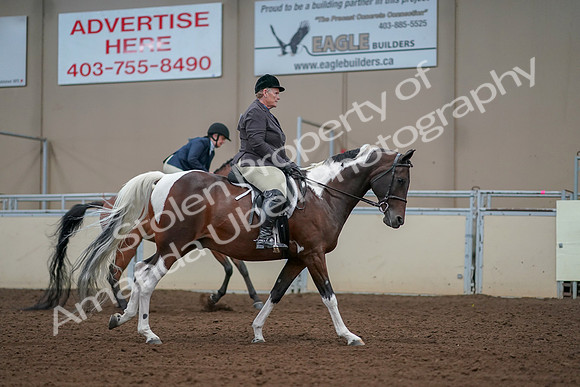 2019 Morgan Horse Show - Aug 30, 2019 - 16448