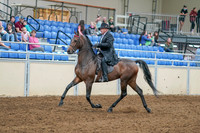2020 - AB Morgan Horse - Sat, Sept 05 - 07903