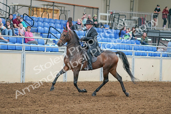 2020 - AB Morgan Horse - Sat, Sept 05 - 07903