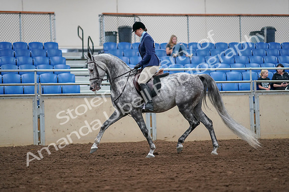 2019 Morgan Horse Show - Aug 30, 2019 - 16050