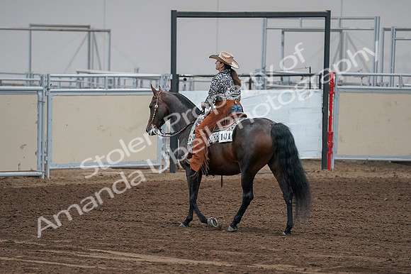 2020 - AB Morgan Horse - Fri, Sept 04 - 00446