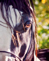 Arabians - 235