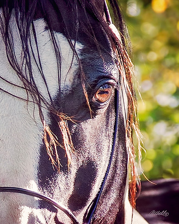 Arabians - 235