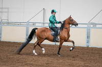 2020 - AB Morgan Horse - Fri, Sept 04 - 08688