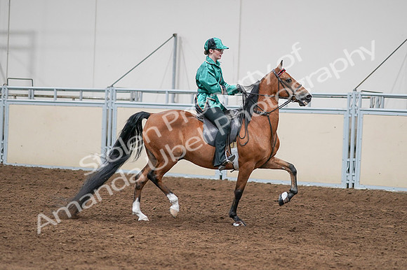 2020 - AB Morgan Horse - Fri, Sept 04 - 08688