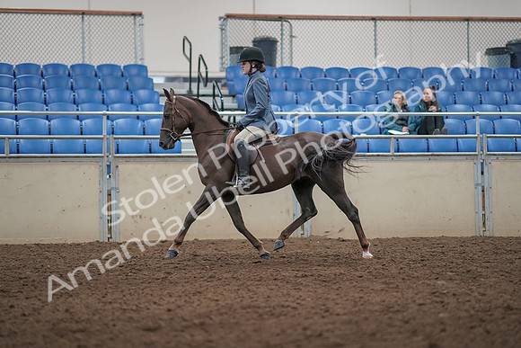 2019 Morgan Horse Show - Aug 31, 2019 - 07291