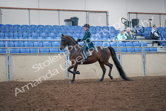 2019 Morgan Horse Show - Aug 30, 2019 - 17887