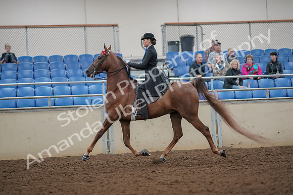 2019 Morgan Horse Show - Aug 30, 2019 - 25141